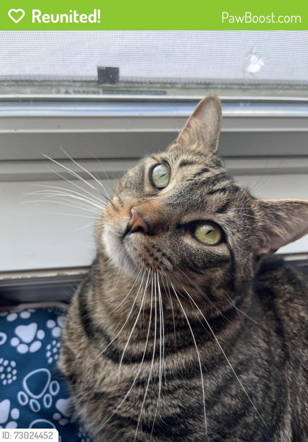 Reunited Male Cat last seen Delaware Ave & Trenton Ave, Paterson, NJ 07503
