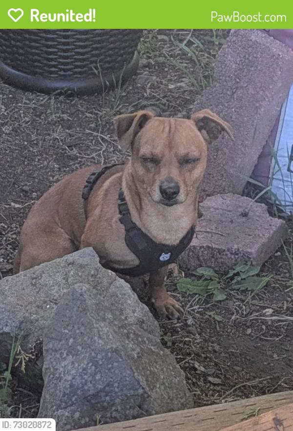 Reunited Unknown Dog last seen Near Block Windsor Ave, Centralia, WA 98531