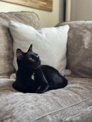 Lost Female Cat last seen Metropolitan Ave and Bushwick Ave, Brooklyn, NY 11211