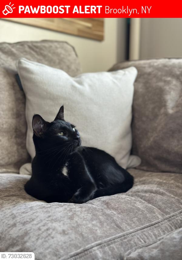 Lost Female Cat last seen Metropolitan Ave and Bushwick Ave, Brooklyn, NY 11211