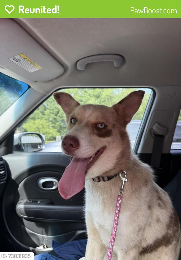 Reunited Female Dog last seen Near Austin Dr, Charlotte, NC 28213, Charlotte, NC 28213