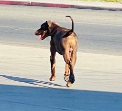 Found/Stray Male Dog last seen Near W Visalia Rd, Exeter, CA 93221, Exeter, CA 93221