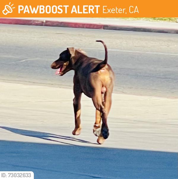 Found/Stray Male Dog last seen Near W Visalia Rd, Exeter, CA 93221, Exeter, CA 93221