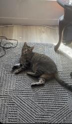 Lost Female Cat last seen Near westbluff park, Albuquerque, NM 87120