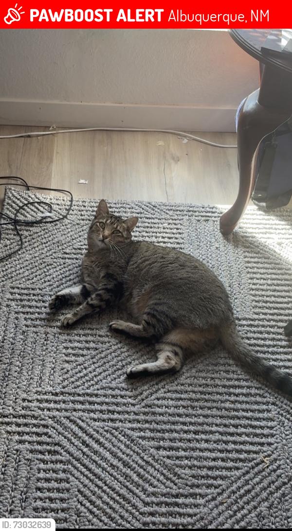 Lost Female Cat last seen Near westbluff park, Albuquerque, NM 87120