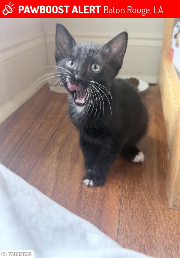 Lost Female Cat last seen bluebonnet highland, Baton Rouge, LA 70810