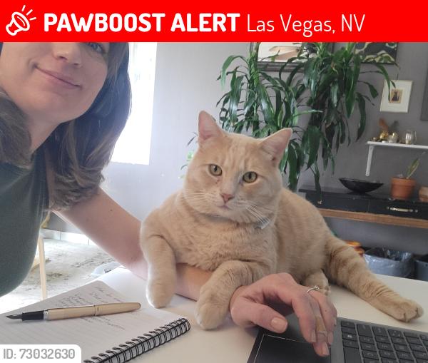 Lost Male Cat last seen Bedford and Alpine , Las Vegas, NV 89107