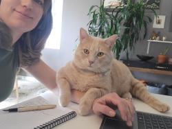 Lost Male Cat last seen Bedford and Alpine , Las Vegas, NV 89107