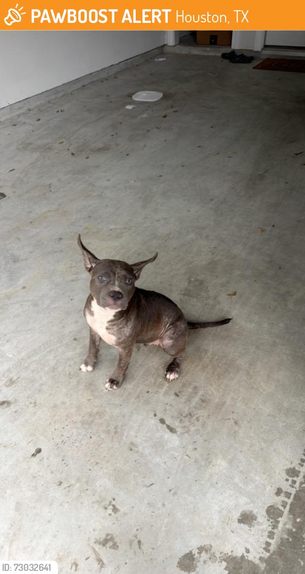 Found/Stray Female Dog last seen st. Arnold’s brewery, Houston, TX 77020