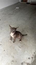 Found/Stray Female Dog last seen st. Arnold’s brewery, Houston, TX 77020