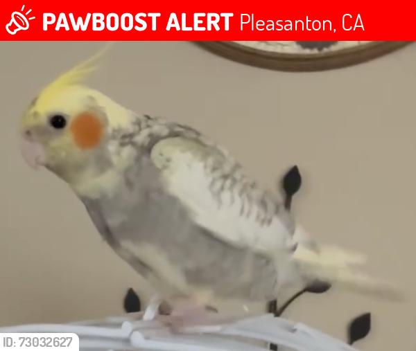 Lost Male Bird last seen Summit creek ln sycamore creek way, Pleasanton, CA 94566