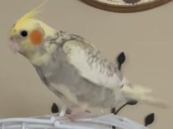 Lost Male Bird last seen Summit creek ln sycamore creek way, Pleasanton, CA 94566