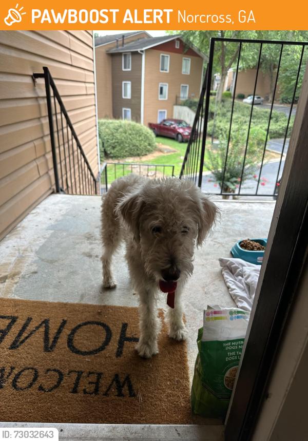 Found/Stray Female Dog last seen Sterling glen apmts, Norcross, GA 30071