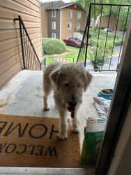 Found/Stray Female Dog last seen Sterling glen apmts, Norcross, GA 30071
