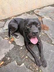 Found/Stray Male Dog last seen Rozzelles Ferry Rd and Bacon Ave, Charlotte, NC 28208