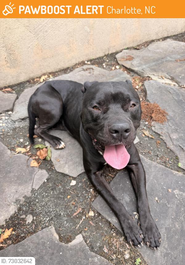 Found/Stray Male Dog last seen Rozzelles Ferry Rd and Bacon Ave, Charlotte, NC 28208