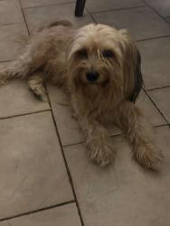 Found/Stray Unknown Dog last seen They were found by the boys and girls club in paterson., Paterson, NJ 07513