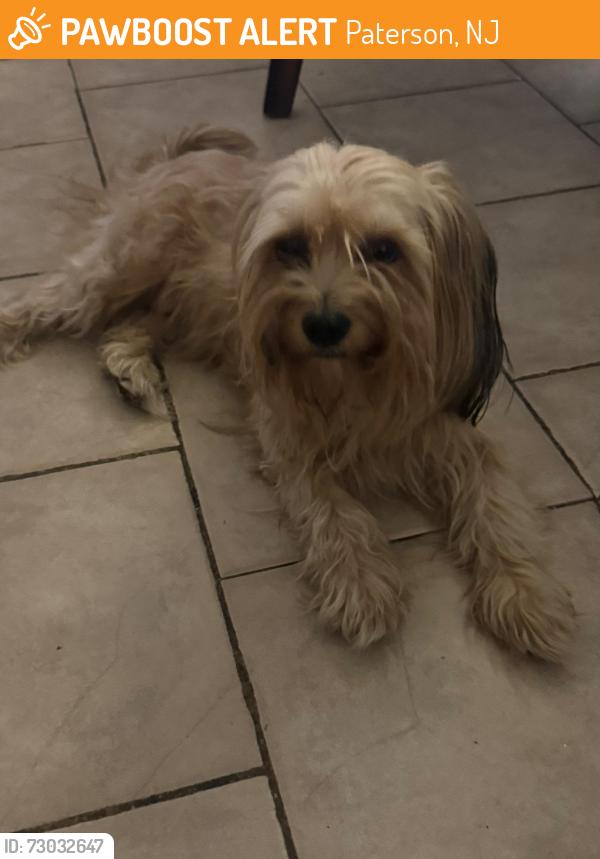 Found/Stray Unknown Dog last seen They were found by the boys and girls club in paterson., Paterson, NJ 07513