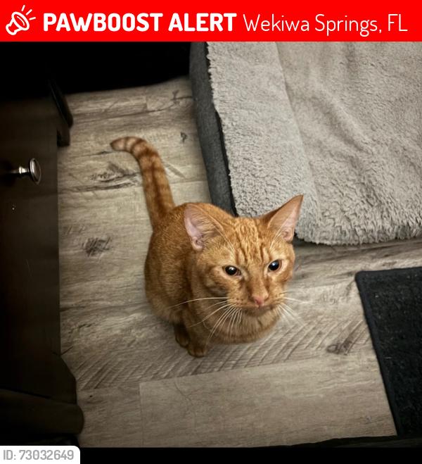 Lost Male Cat last seen Hunt Club near Holderness Park, Wekiwa Springs, FL 32779