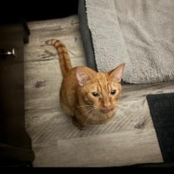Lost Male Cat last seen Hunt Club near Holderness Park, Wekiwa Springs, FL 32779