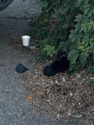 Found/Stray Unknown Cat last seen 104th & Ura, Westminster, CO 80234
