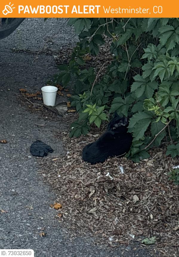 Found/Stray Unknown Cat last seen 104th & Ura, Westminster, CO 80234