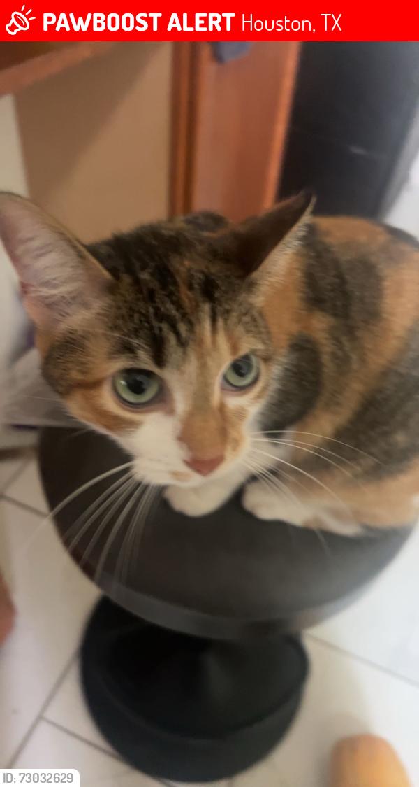 Lost Female Cat last seen Fairfax and Hart, Houston, TX 77029