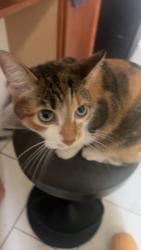 Lost Female Cat last seen Fairfax and Hart, Houston, TX 77029