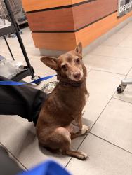 Reunited Male Dog last seen clara maass dr, Newark, NJ 07003