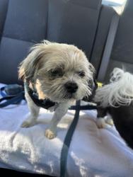 Reunited Male Dog last seen Near motel 6 775 N Mathilda Ave, Sunnyvale , Sunnyvale, CA 94085