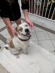 Found/Stray Male Dog last seen Near NW 20th, Miami, FL 33142