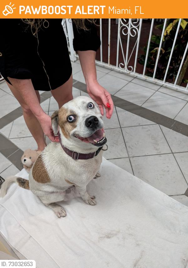 Found/Stray Male Dog last seen Near NW 20th, Miami, FL 33142