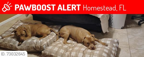 Lost Female Dog last seen Near and US1, Homestead, FL 33030