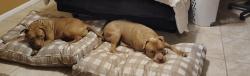 Lost Female Dog last seen Near and US1, Homestead, FL 33030