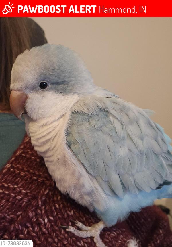 Lost Female Bird last seen Near Johnson  ave Hammond In she flew going west, Hammond, IN 46327