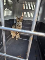 Found/Stray Unknown Cat last seen Ruth street and minnehaha ave e, Saint Paul, MN 55119