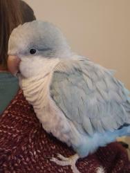 Lost Female Bird last seen Near Johnson  ave Hammond In she flew going west, Hammond, IN 46327