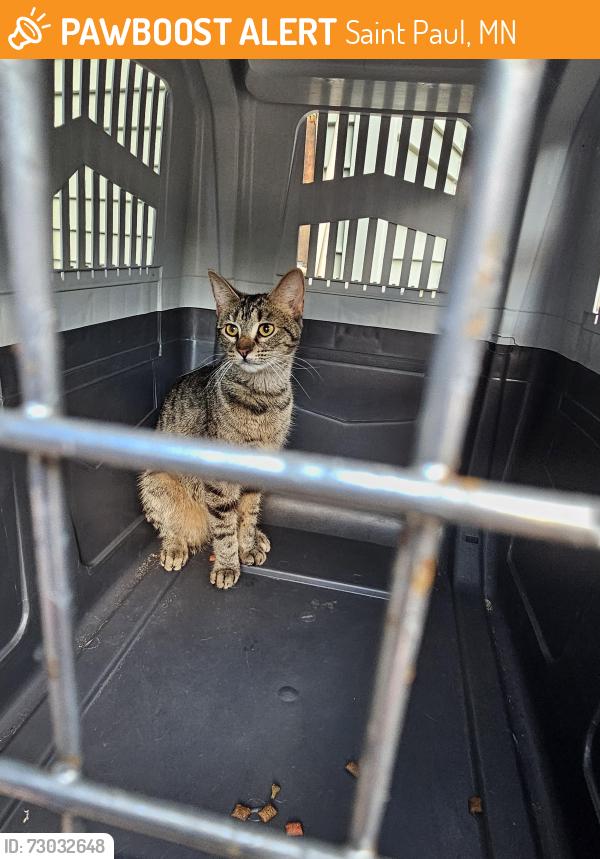Found/Stray Unknown Cat last seen Ruth street and minnehaha ave e, Saint Paul, MN 55119