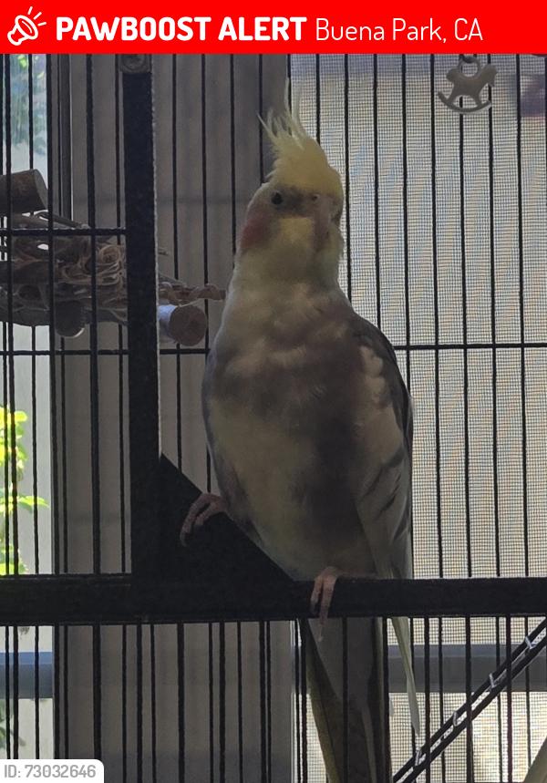 Lost Unknown Bird last seen Beach + Malvern, Buena Park, CA 90621