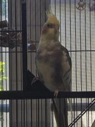 Lost Unknown Bird last seen Beach + Malvern, Buena Park, CA 90621