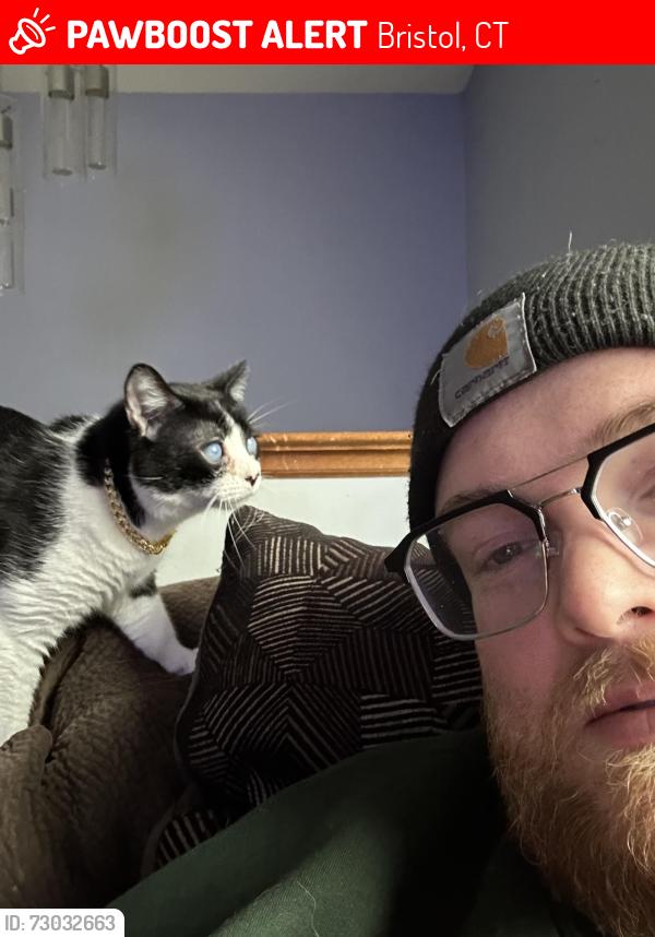 Lost Male Cat last seen Hill st and aldbourne drive, Bristol, CT 06010