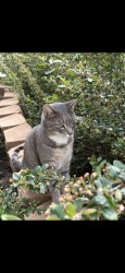 Reunited Male Cat last seen S Malta St and E Lehigh Ave, Aurora, CO 80013