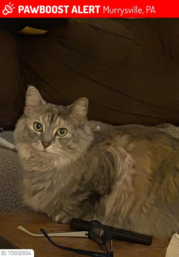 Lost Female Cat last seen Off of Logan Ferry Rd, Murrysville, PA 15668