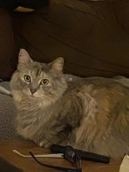 Lost Female Cat last seen Off of Logan Ferry Rd, Murrysville, PA 15668
