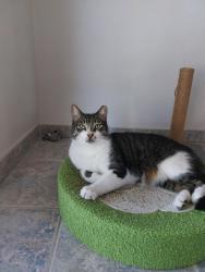 Lost Male Cat last seen Near Johnson St, Pembroke Pines, FL 33024, Pembroke Pines, FL 33024