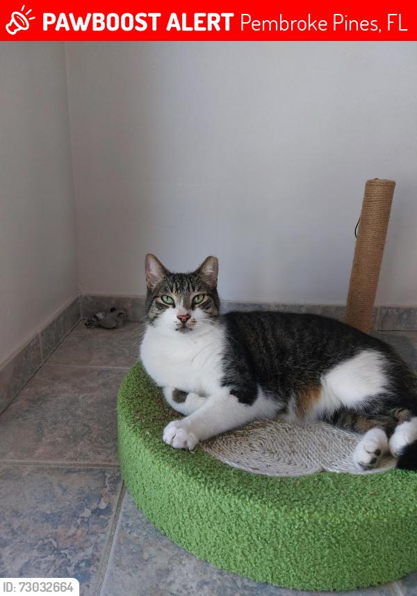 Lost Male Cat last seen Near Johnson St, Pembroke Pines, FL 33024, Pembroke Pines, FL 33024