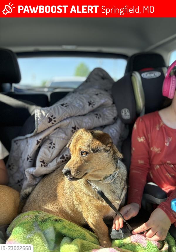 Lost Female Dog last seen Rolling hills, Cherokee and Anthony park south Springfield , Springfield, MO 65810