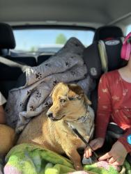 Lost Female Dog last seen Rolling hills, Cherokee and Anthony park south Springfield , Springfield, MO 65810