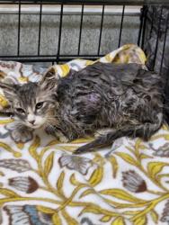 Shelter Stray Unknown Cat last seen Champion Oaks and SummerHill dr, Roseville City, CA, 200 Tahoe Ave, Roseville, CA 95678, USA