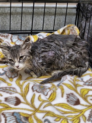 Shelter Stray Unknown Cat last seen Champion Oaks and SummerHill dr, Roseville City, CA, 200 Tahoe Ave, Roseville, CA 95678, USA